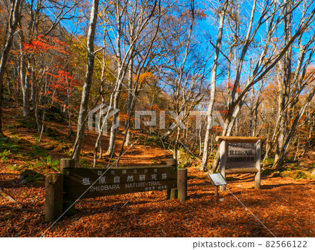 Mountain trail entrance colored with autumn leaves (Shinyu Fuji, Okushiobara, Tochigi Prefecture) 82566122