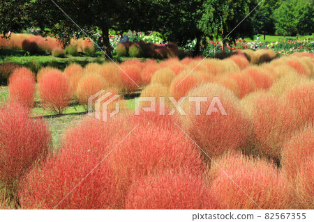 奈良縣立麻美山公園的Kokia 82567355