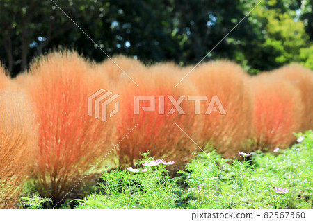 奈良縣立麻美山公園的Kokia 奈良縣立麻美山公園的Kokia 82567360