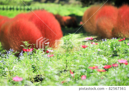 Cosmos and Kokia 82567361