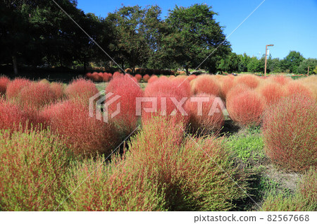 奈良縣立麻美山公園的Kokia 82567668