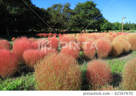 奈良縣立麻美山公園的Kokia 82567670