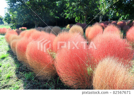 奈良縣立麻美山公園的Kokia 82567671