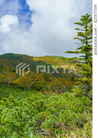 北海道東部羅臼湖步行道秋葉,北海道秋九月 北海道東部羅臼湖步行道秋葉,北海道秋九月 82567784