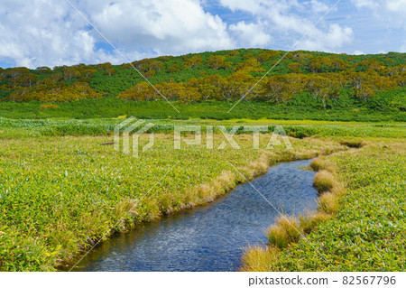 Autumn leaves on the Rausu Lake walking path in Eastern Hokkaido, Hokkaido Autumn September 82567796