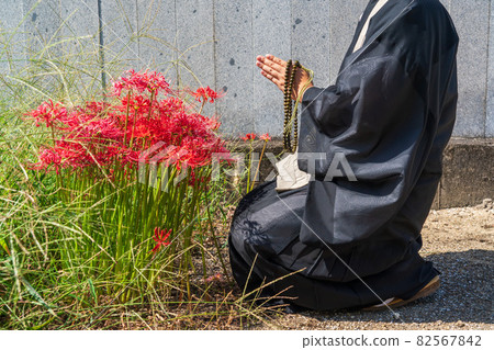 A monk reading sutras in front of cluster amaryllis A monk reading sutras in front of cluster amaryllis 82567842