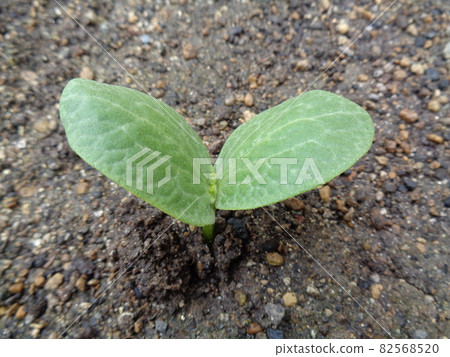 Pumpkin germination Pumpkin germination 82568520