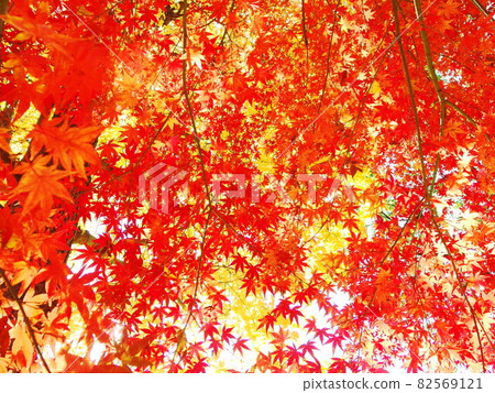 銀杏和紅葉 82569121