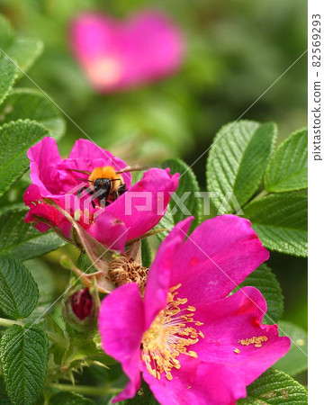 Hamanasu flowers and bees 82569293