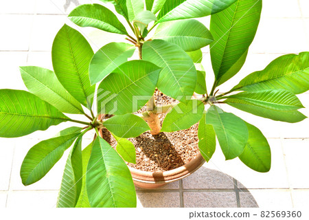 Plumeria Plumeria sapling secret boom Hawaiian flowers Plumeria Plumeria sapling secret boom Hawaiian flowers 82569360
