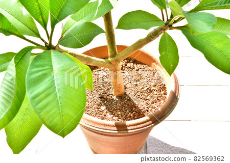 Plumeria Plumeria sapling secret boom Hawaiian flowers 82569362