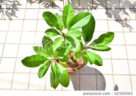 Plumeria Plumeria sapling secret boom Hawaiian flowers 82569365