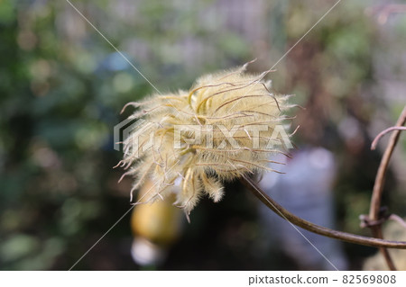 處女草和鐵線蓮的絨毛 處女草和鐵線蓮的絨毛 82569808