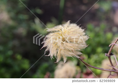 處女草和鐵線蓮的絨毛 82569809