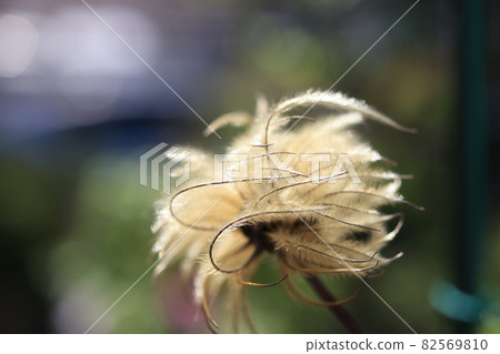 處女草和鐵線蓮的絨毛 處女草和鐵線蓮的絨毛 82569810