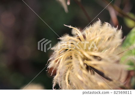 處女草和鐵線蓮的絨毛 處女草和鐵線蓮的絨毛 82569811
