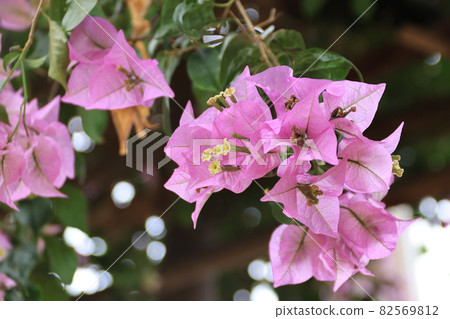 在特寫鏡頭採取的九重葛花 82569812