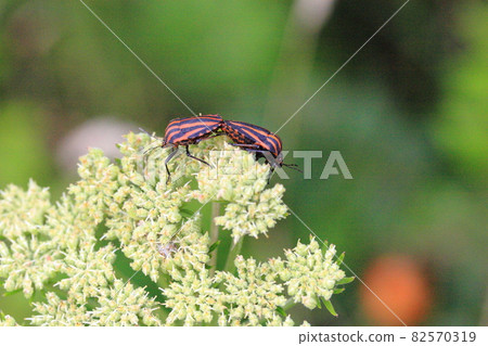 Mating of stink bugs 82570319