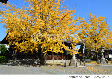 The large ginkgo tree at Chomyoji Temple on Niomon-dori, Sakyo-ku, Kyoto, which I visited after noon in the clear autumn weather, is wonderful. The large ginkgo tree at Chomyoji Temple on Niomon-dori, Sakyo-ku, Kyoto, which I visited after noon in the clear autumn weather, is wonderful. 82570426