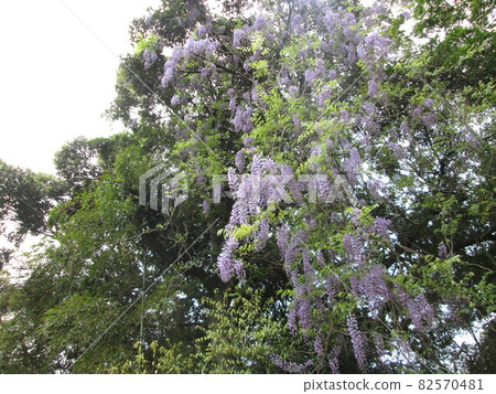  Wisteria flowers 82570481