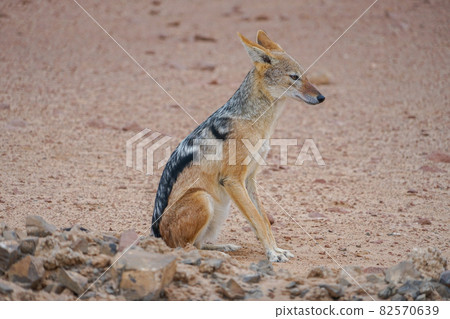 Cape Cross 黑背豺 Cape Cross 黑背豺 82570639