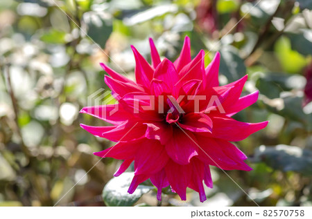 Dahlia 82570758