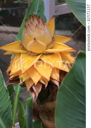 Bracts of Chukinren Bracts of Chukinren 82571157