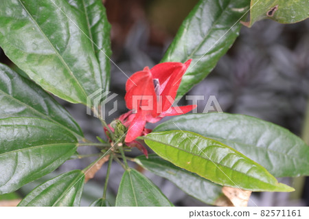 Pavonia · Intel Media Flower 82571161