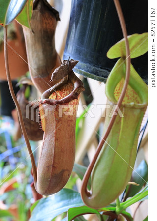 Nepenthes Arata taken in close-up 82571162