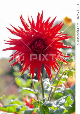 Dahlia 82571224