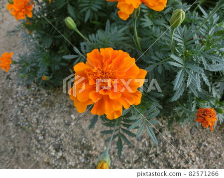 A single orange marigold blooming in the garden 82571266