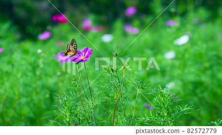 Papilio machaon and cosmos field 82572779