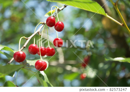 Ripe red cherries on a tree branch, a close-up shot. 82573247