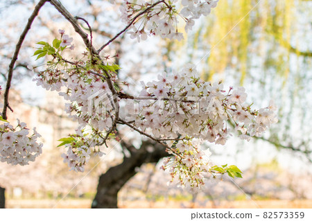 Ueno Park / Ueno Park, Taito-ku, Tokyo 82573359