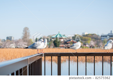 Black-headed gull perching on the fence of Hasuike Terrace / Ueno Park, Taito-ku, Tokyo 82573362