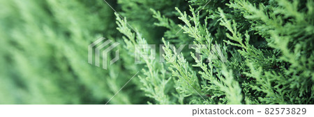 Thuja hedge and choice of desired variety Thuja hedge and choice of desired variety 82573829
