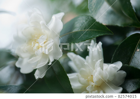 Sasanqua flowers in a few colors in winter in my backyard 82574015