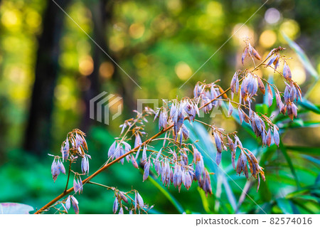 Autumn Tama Forest Science Garden Macleaya cordata Autumn Tama Forest Science Garden Macleaya cordata 82574016