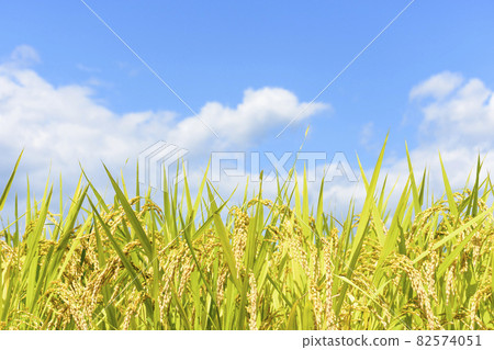 Rice farming in Tohoku, Zao Town, Miyagi Prefecture Rice farming in Tohoku, Zao Town, Miyagi Prefecture 82574051