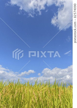 Rice farming in Tohoku, Zao Town, Miyagi Prefecture Rice farming in Tohoku, Zao Town, Miyagi Prefecture 82574090