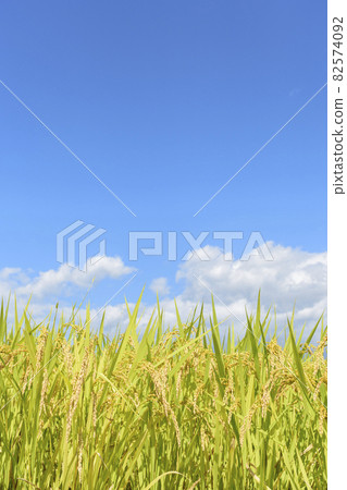 Rice farming in Tohoku, Zao Town, Miyagi Prefecture 82574092