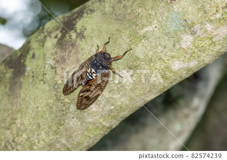Brown cicada 82574239