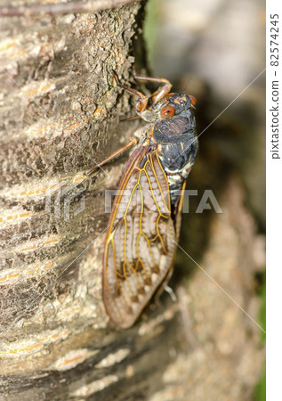Brown cicada Brown cicada 82574245