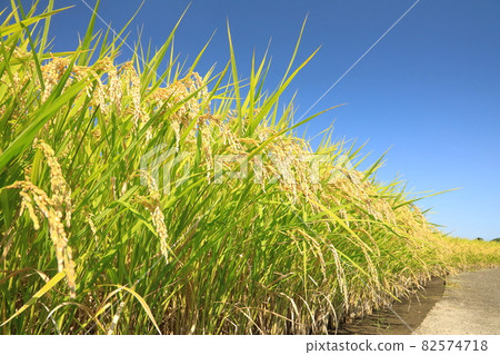 秋天的稻田和藍藍的天空 82574718
