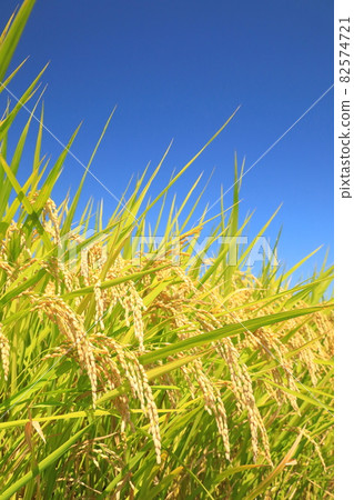 Autumn rice field and blue sky 82574721