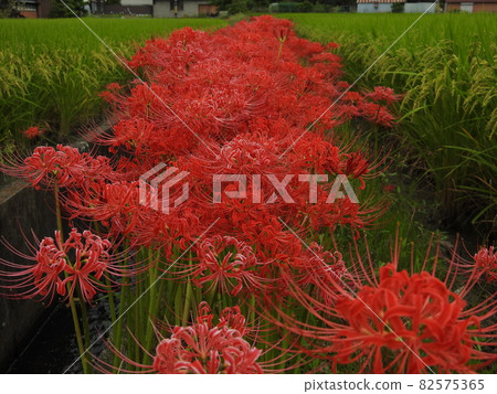 Cluster amaryllis Yamanobe Road Mt. Miwa 82575365