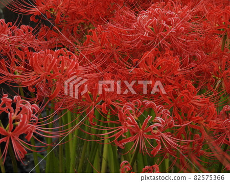 Cluster amaryllis Yamanobe Road Mt. Miwa 82575366
