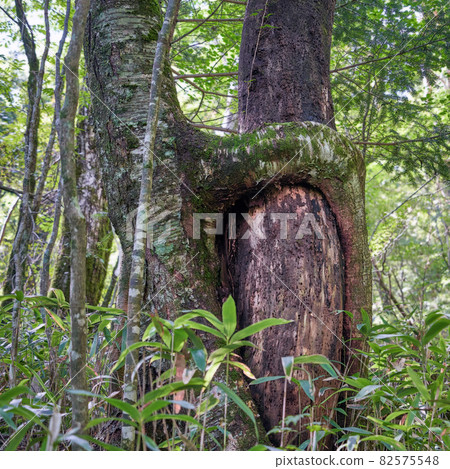 Two trees that look like they're holding their shoulders 82575548