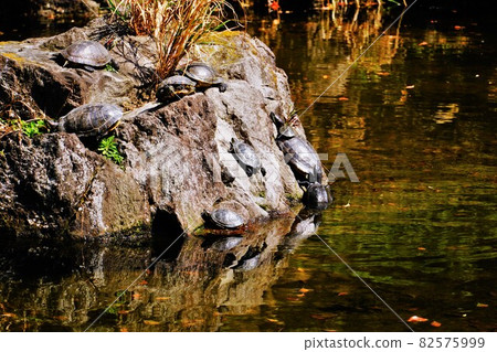 Turtle on the rock 82575999