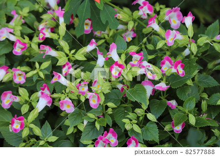 Colorful torenia flowers blooming in the autumn flowerbed Colorful torenia flowers blooming in the autumn flowerbed 82577888